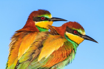 pair of wild beautiful birds