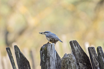 Birds in morning joy