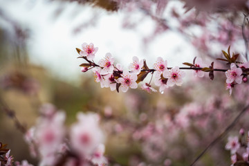 Beautiful spring blooming tree with a lot of flowers