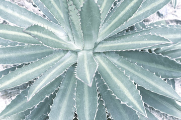 Fototapeta premium Desert plant in pale green shades. Close up photography.