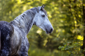 Portrait of a purebred Arabian stallion.
