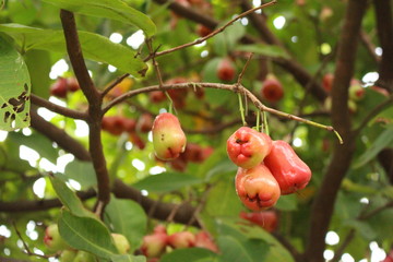 Watery rose apple  - Syzygium aqueum