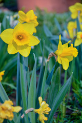 Yellow daffodils on a flowerbed in the park