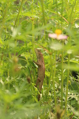 cute little lizard beneath plants calotes calotes focused picture