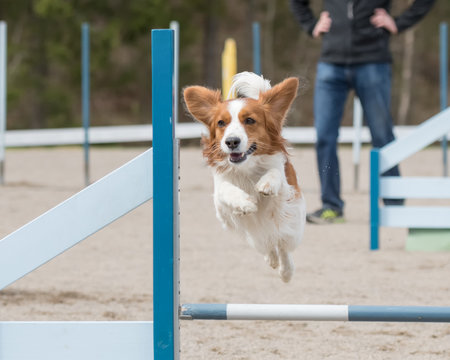 Dog agility in action. Kooikerhondje jumps over an agility hurdle in agility competition