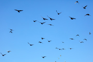 A flock of pigeons against the blue sky