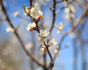 Flowers on the branches of a tree in the nature