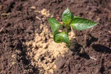 Saplings of paprika in the soil in the garden