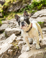 Obraz premium The French Bulldog