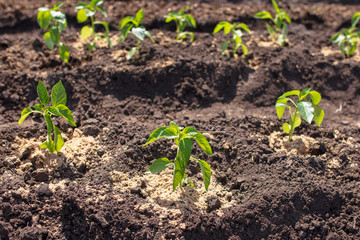 Saplings of paprika in the soil in the garden