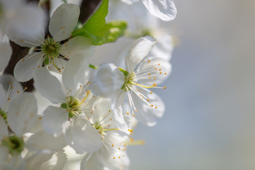 Flowers on the branches of a tree in the nature