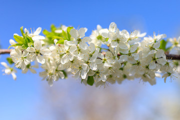 Flowers on the branches of a tree in the nature