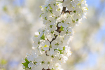 Flowers on the branches of a tree in the nature