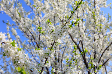 Flowers on the branches of a tree in the nature
