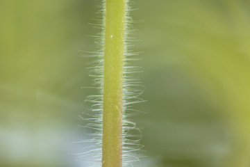 A stem on a tomato as a background