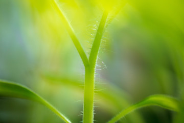 A stem on a tomato as a background
