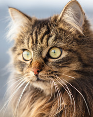 Portrait of a Maine Coon cat in nature