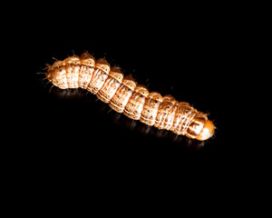 the caterpillar crawls on a black background