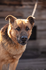 Portrait of a dog on a chain