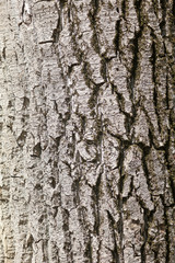 Fototapeta premium Bark on a tree as an abstract background