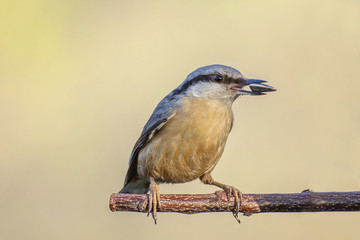 Birds in morning joy