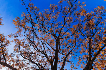 large branches of a tree with yellow leaves on the background of a blue and cloudless sky