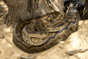 Python de Seba, Python sebae, Parc national des oiseaux du Djoudj, Sénégal