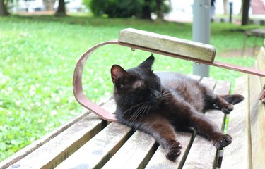 猫