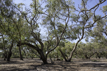 Eucalyptus also known as gums trees of the Australian bush