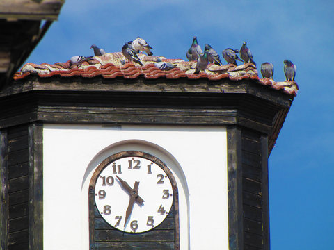 A flock of grey pigeons on the roof of the clock tower on a summer sunny day.