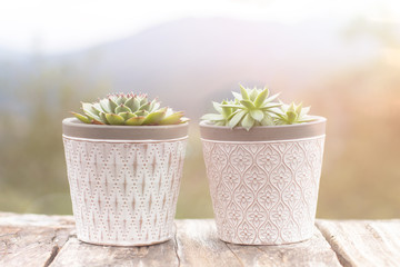 Succulents Plant White Pot Rustic Home Scandinavian Decoration Selective Focus