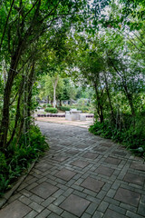 Green tunnel of plants