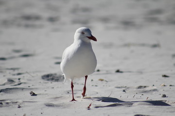 Seagull
