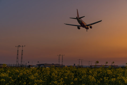 仙台空港 夕方の菜の花畑 旅客機の着陸 canola flower&sendai airport