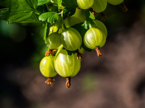 Branch of gooseberry in the fruit garden.Fresh green gooseberries on a branch with sunlight.Goosebery.