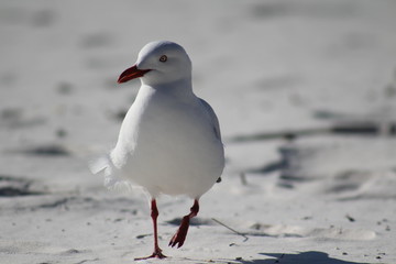 Bird on a beach