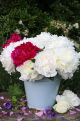Pfingstrosen-Strauß in Weiß und Pink im Eimer