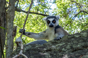 Ring-tailed Lemur, Lemur catta, t - Madagascar