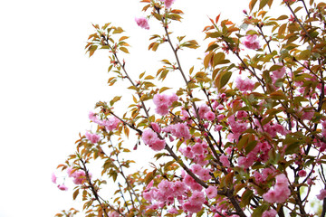 Obraz na płótnie Canvas The cherry blossom