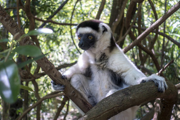 Wild Verreaux s sifaka lemur, Madagascar