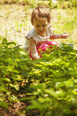 Kids pick fresh fruit on organic strawberry farm. (Agriculture, health, bio food concept)