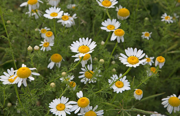 daisies