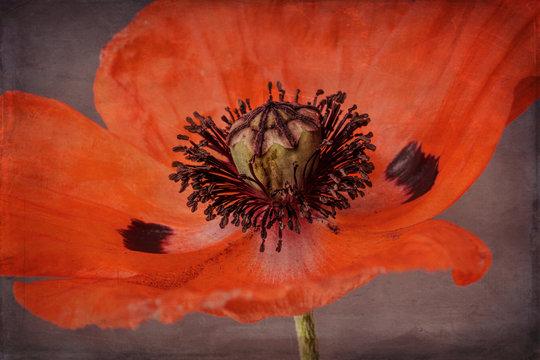 Poppy with texture, close-up, orange