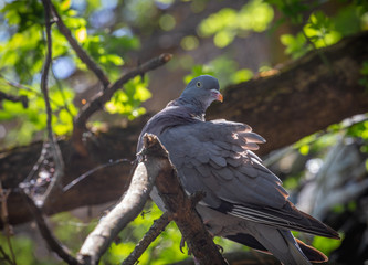Wood Pigeon Columba palaumbus perching on a branch in front of a colourful background.