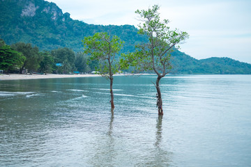 tree in sea with scenery background. image for nature, landscape, island, plant, outdoor, travel concept