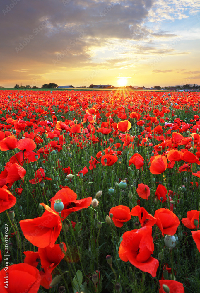 Wall mural landscape with nice sunset over poppy field