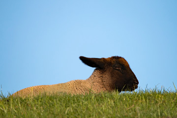 Lamm mit schwarz braunen Kopf liegt im Gras, Hintergrund blauer Himmel