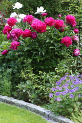 Pfingstrosen in Pink und Storchschnabel in Lila im Frühlingsgarten
