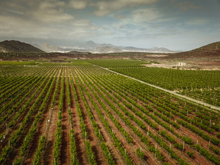 beautiful scenery view of vineyards field in tenerife. colorful with green and blue nice sky with clouds landscape. peaceful wine industry concept. aerial view and inifinte grapevine