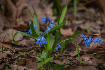 Siberian squill blue flower on nature background. Spring wood squill